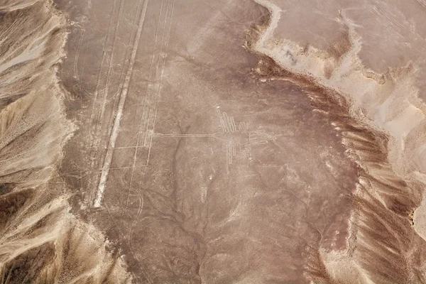 Nazca linjerna surrande fågel — Stockfoto