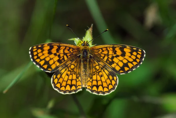 Laranja borboleta marrom — Fotografia de Stock
