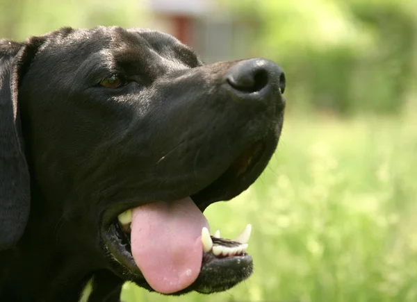 stock image Head of English Pointer with tongue