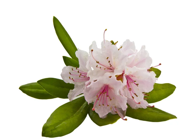Washington stato fiore-rhododenron — Foto Stock