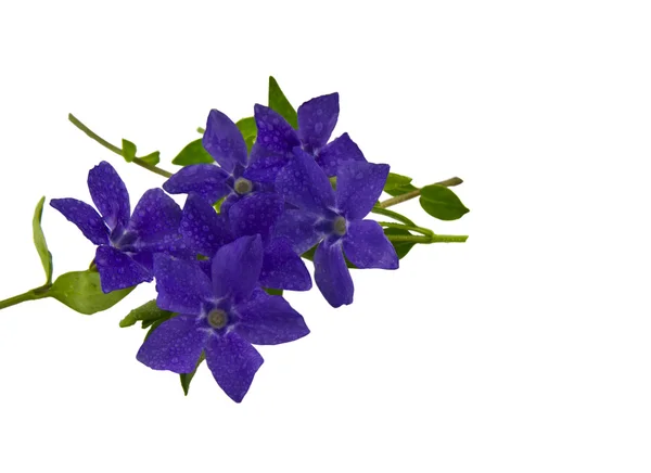 Μπλε Ανοιξιάτικα λουλούδια — Φωτογραφία Αρχείου
