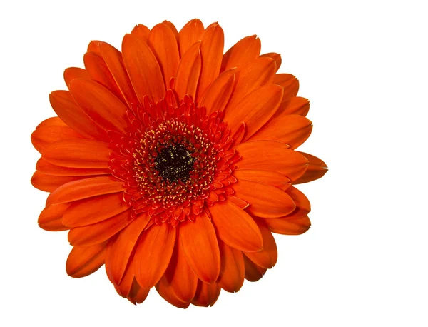 Oranžová Jarní květina — Stock fotografie