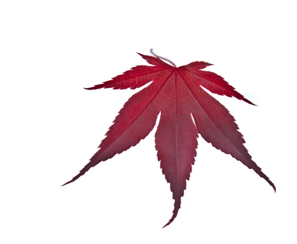 stock image Red Leaf