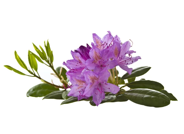 Saison der lila Blüten — Stockfoto
