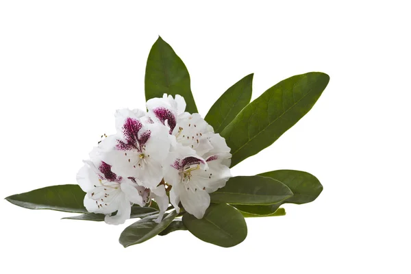 Coastal White Rhododendron - Washington State Flower — Stock Photo, Image