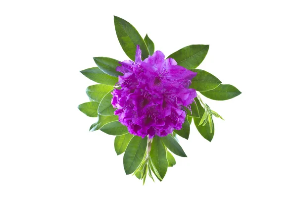 Violet Spring Flower — Stock Photo, Image