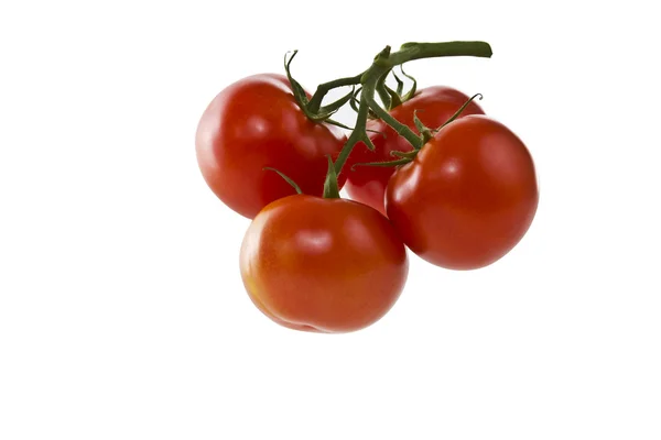 Olgun kırmızı domates — Stok fotoğraf