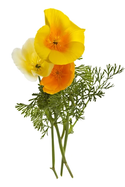 Желтые дикие цветы — стоковое фото