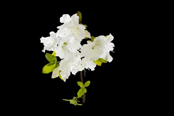 Weiße Blüten — Stockfoto
