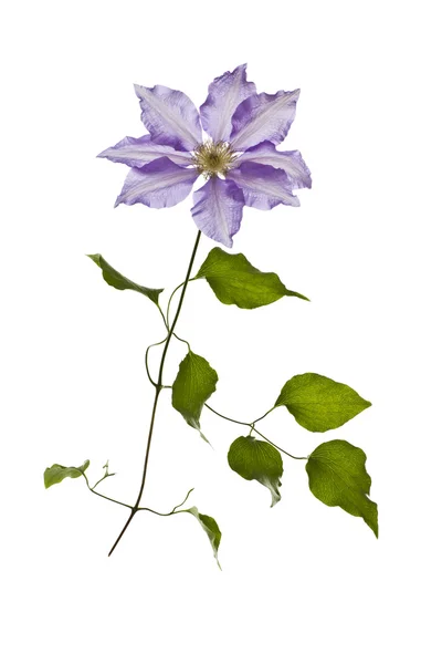 Цветок дикой фиолетовой лозы — стоковое фото