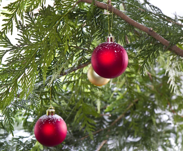 Besneeuwde kerstboom — Stockfoto