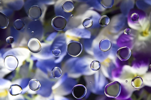 Droppar över blommor — Stockfoto