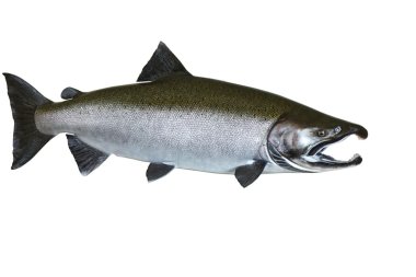 Pacific Wild Salmon clipart