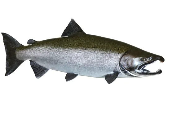 Pacific Wild Salmon — Stock Photo, Image