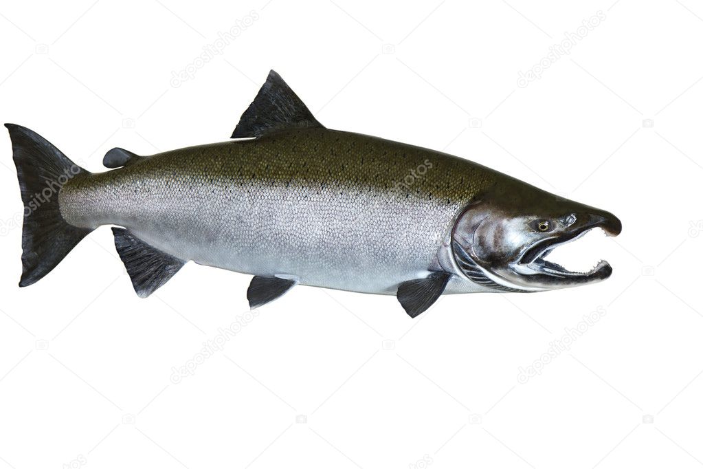 Pacific Wild Salmon