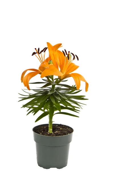 Orange Tiger Lily — Stock Photo, Image