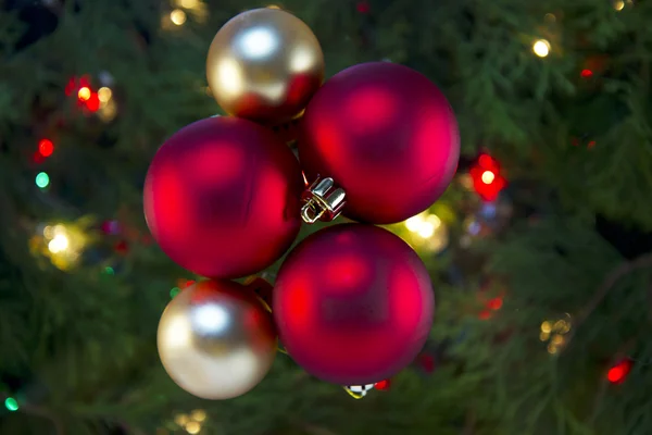 クリスマスの球根 — ストック写真