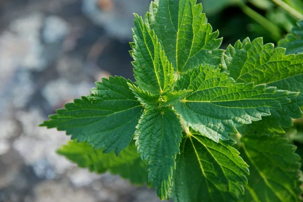 stock image Green Mint