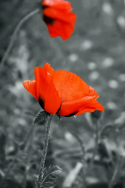 Poppy Flower — Stock Photo, Image