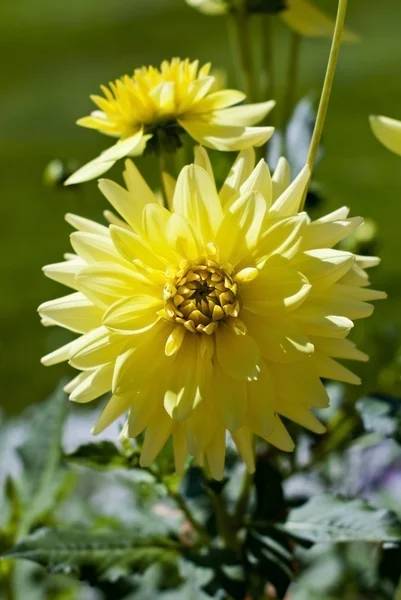Dahlia jaune — Photo