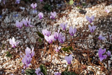 Cyclamen clipart