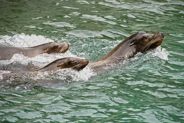 Harbor zeehonden — Stockfoto