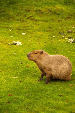 Capybara clipart