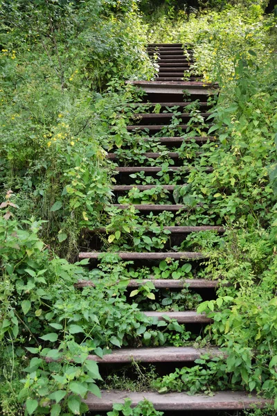 Заросшая лестница — стоковое фото