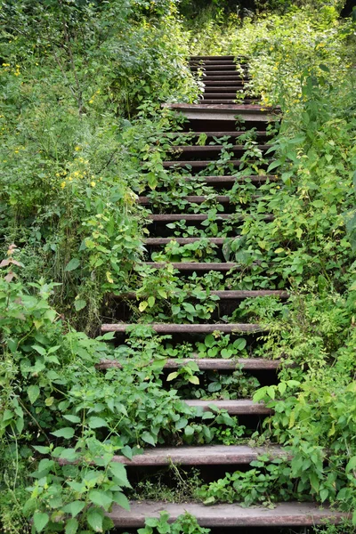 stock image Overgrown stairs