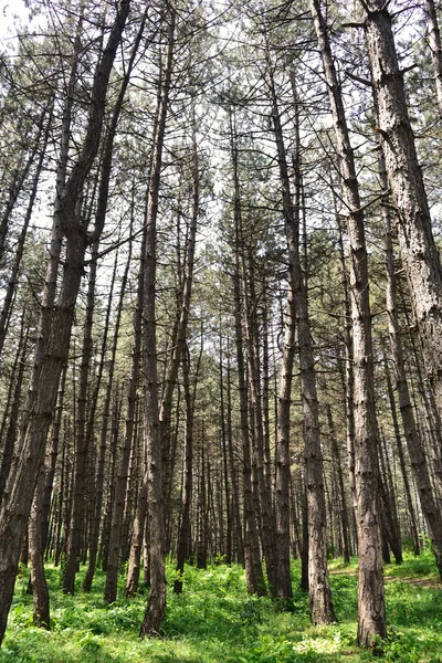 stock image Coniferous forest