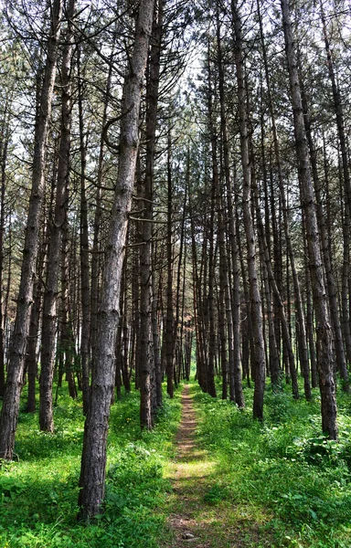 Stock image Path in a coniferous forest