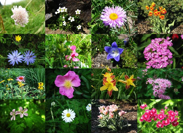 Zbiór zdjęć kwiatów — Zdjęcie stockowe