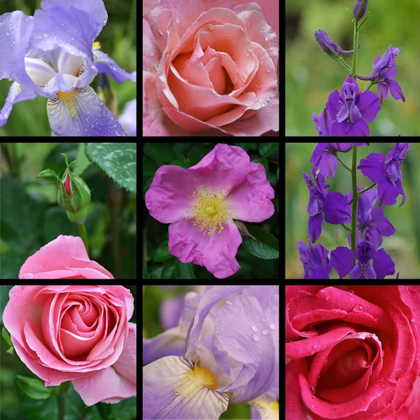 Κολάζ από φωτογραφίες λουλουδιών — Φωτογραφία Αρχείου