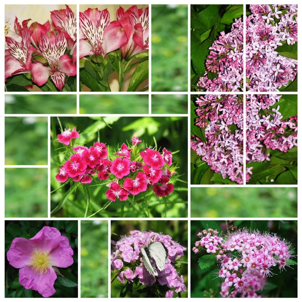 Collage av blomman foton — Stockfoto