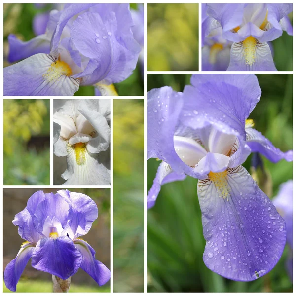 Collage aus Irisblumen — Stockfoto