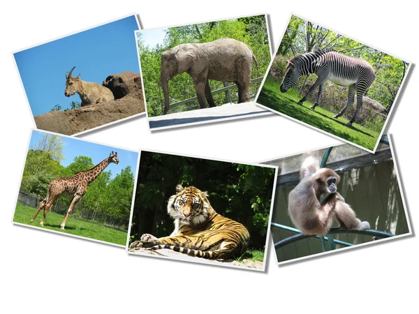 Bunch of animals photographs — Stock Photo, Image