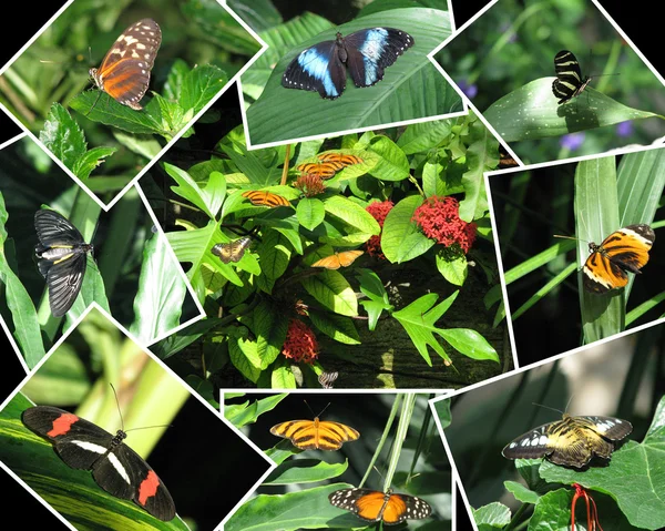 Collection of butterfly photographs