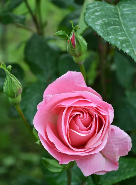 Pink rose with buds — Stock Photo, Image