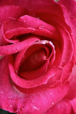 Close-up photograph of rose