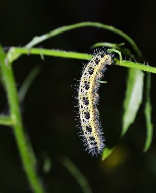 caterpillar Close-Up