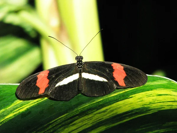 Černý motýl na list — Stock fotografie