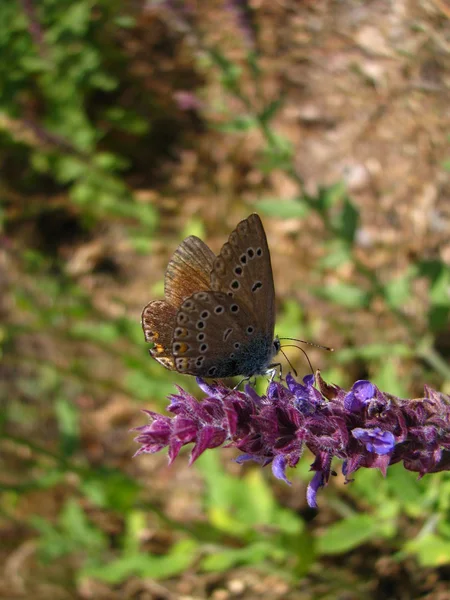 꽃 위의 나비 — 스톡 사진
