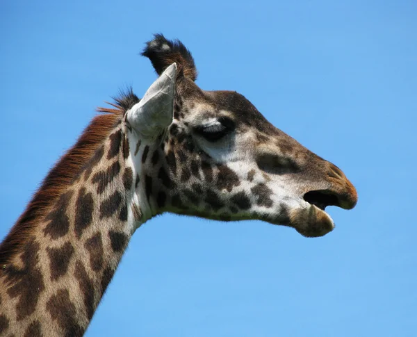 Giraffe on blue background — Stock Photo, Image