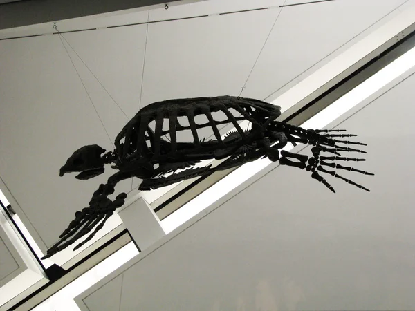 Skeleton of turtle — Stock Photo, Image