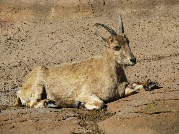 stock image Goat on the stone