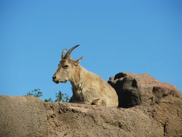 stock image Goat on the stone