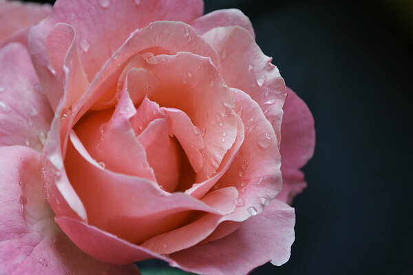 Close-up photograph of rose