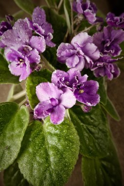 Blue variegated african violet clipart