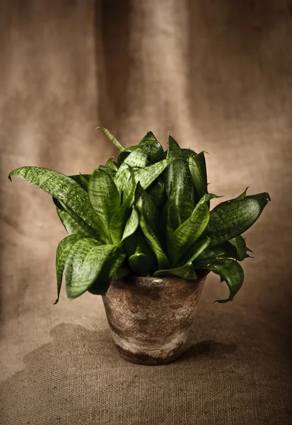 Зеленое домашнее растение в цветочном горшке Стоковое Изображение
