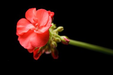 Sardunya bud genişleyen